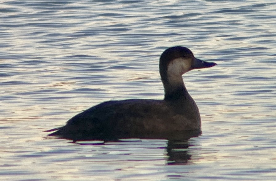Black Scoter - ML645972604