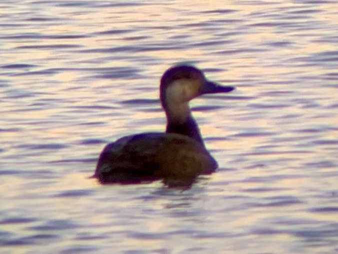 Black Scoter - ML645972606