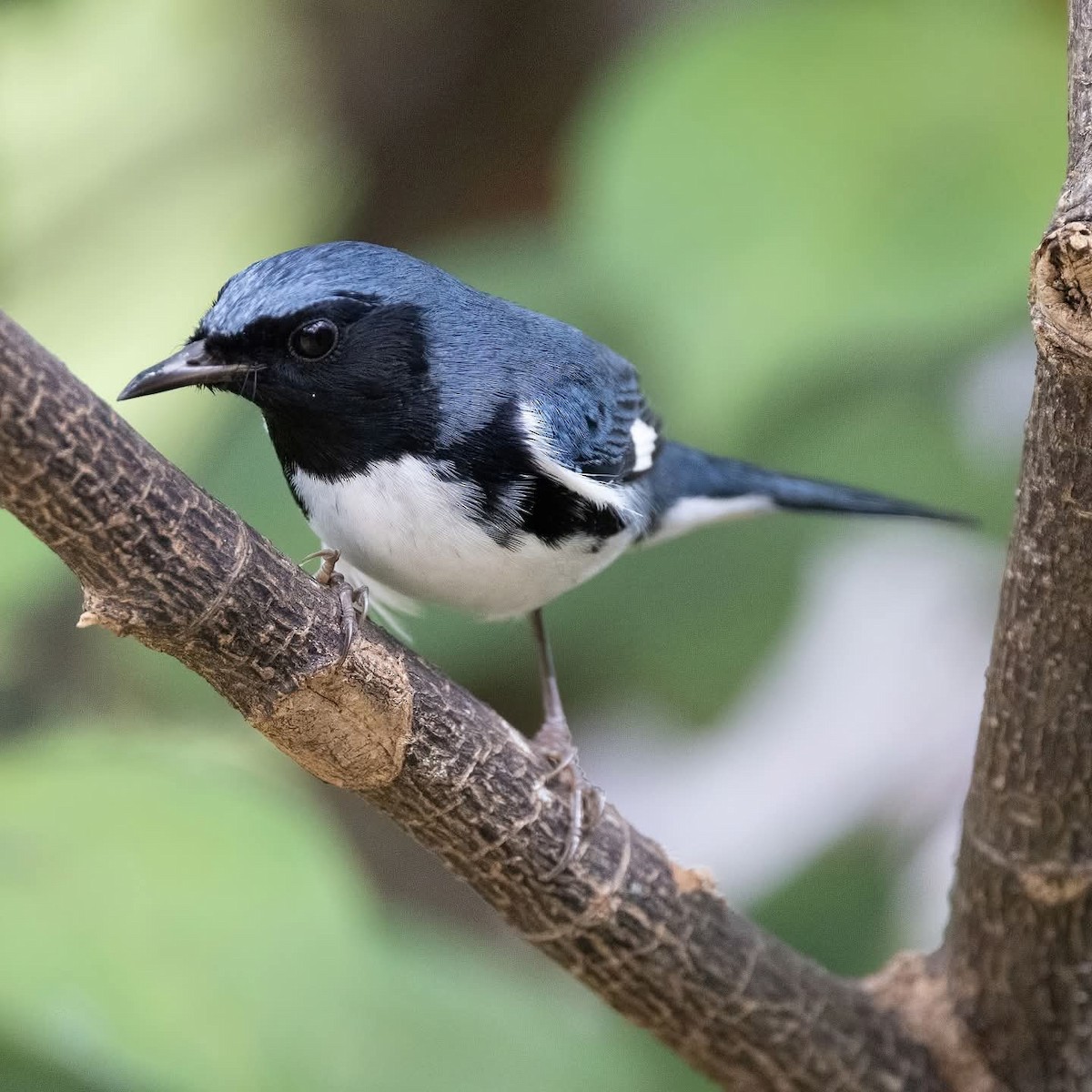 Black-throated Blue Warbler - ML645972618