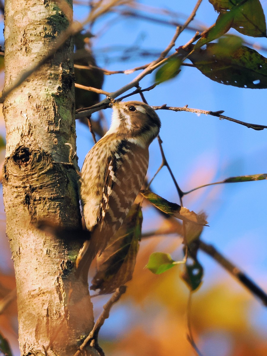 Japanese Pygmy Woodpecker - ML645972622