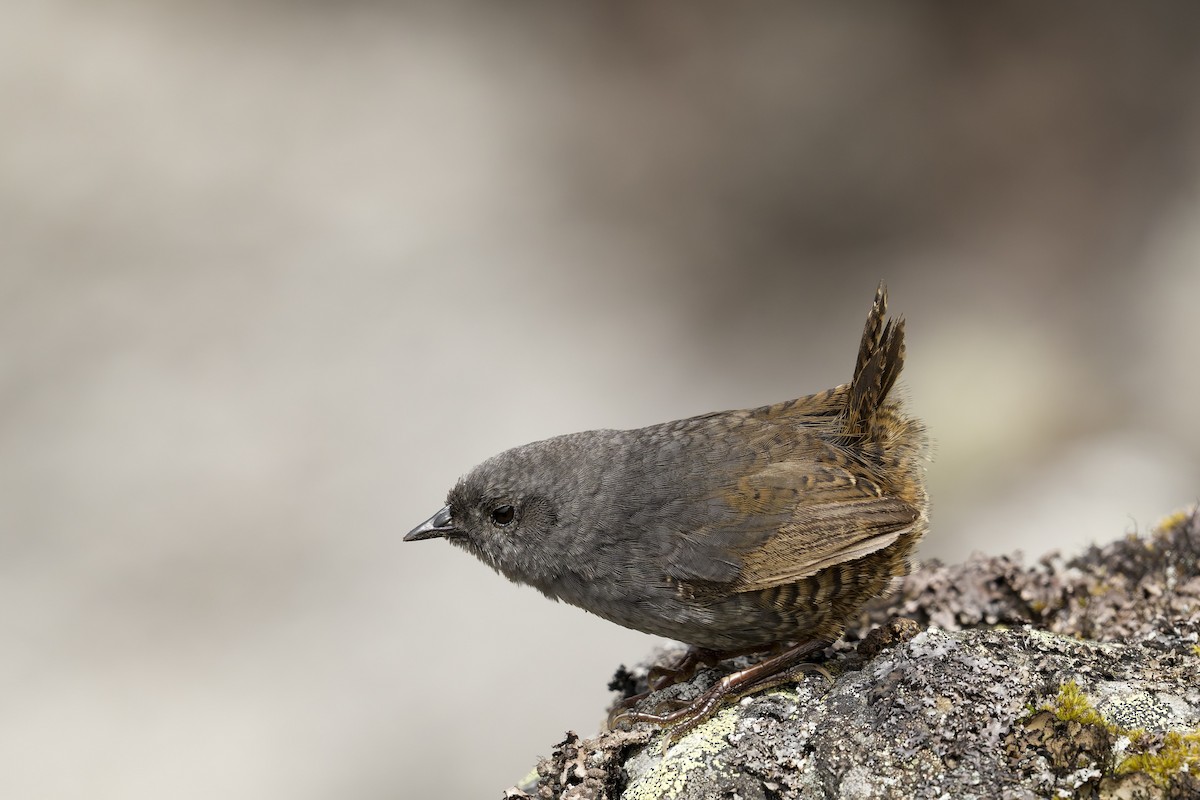 Jalca Tapaculo - ML645972625