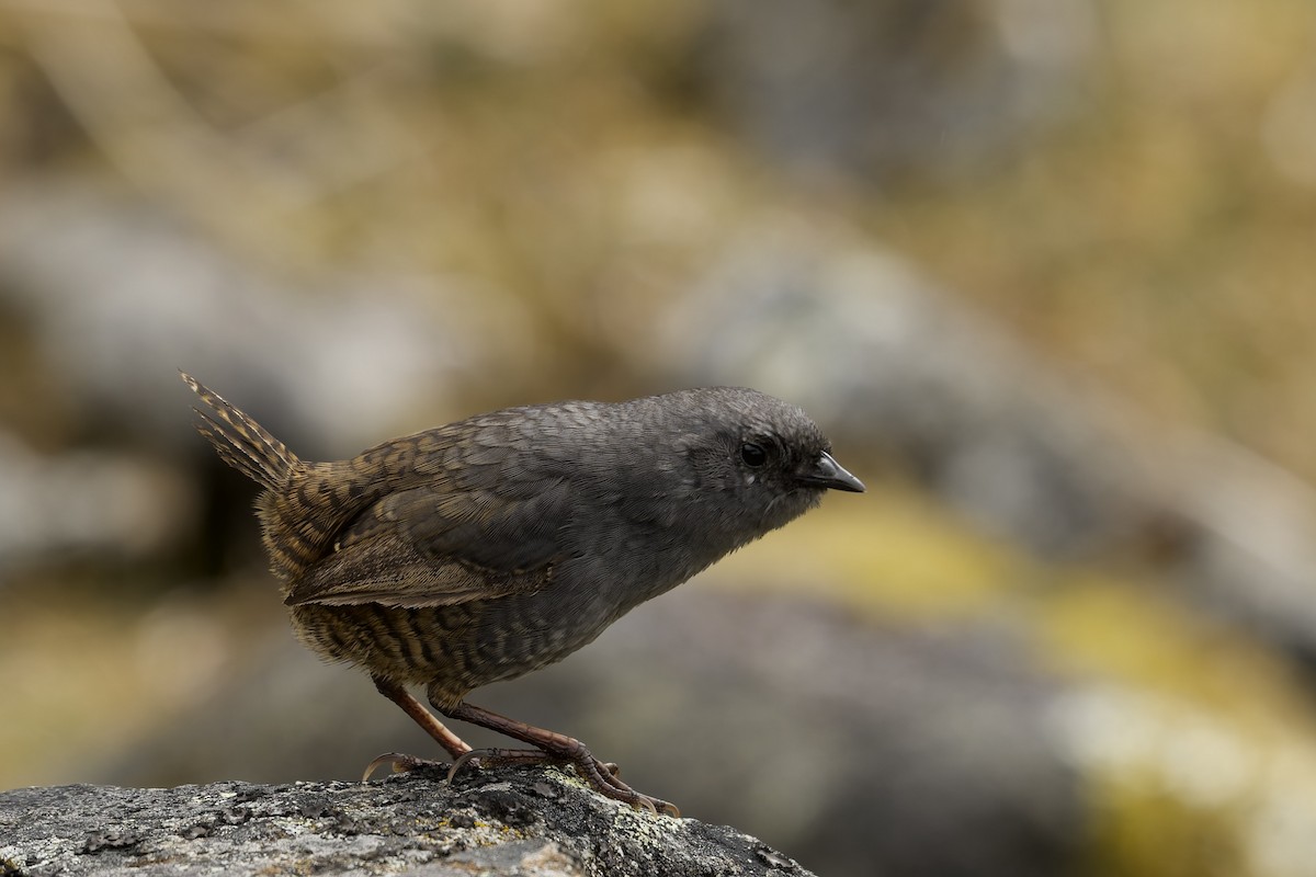 Jalca Tapaculo - ML645972626