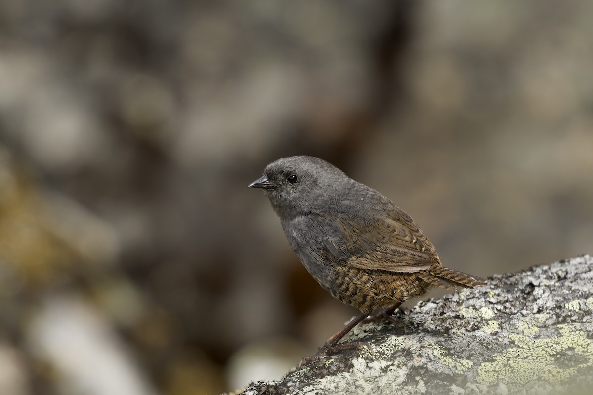 Jalca Tapaculo - ML645972627