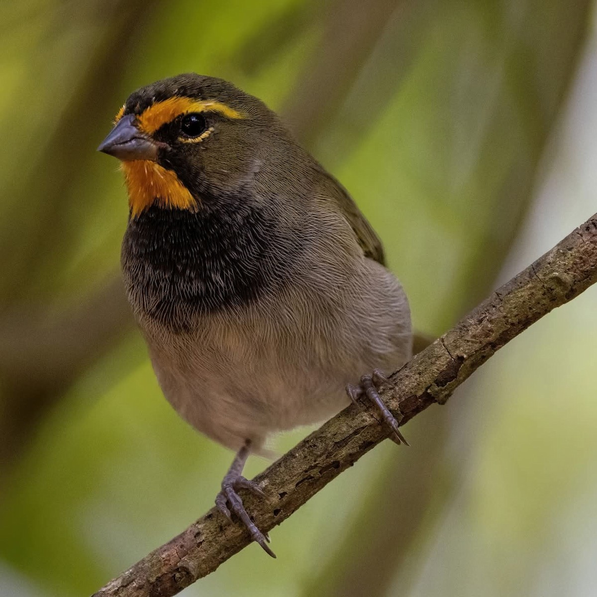 Yellow-faced Grassquit - ML645972629