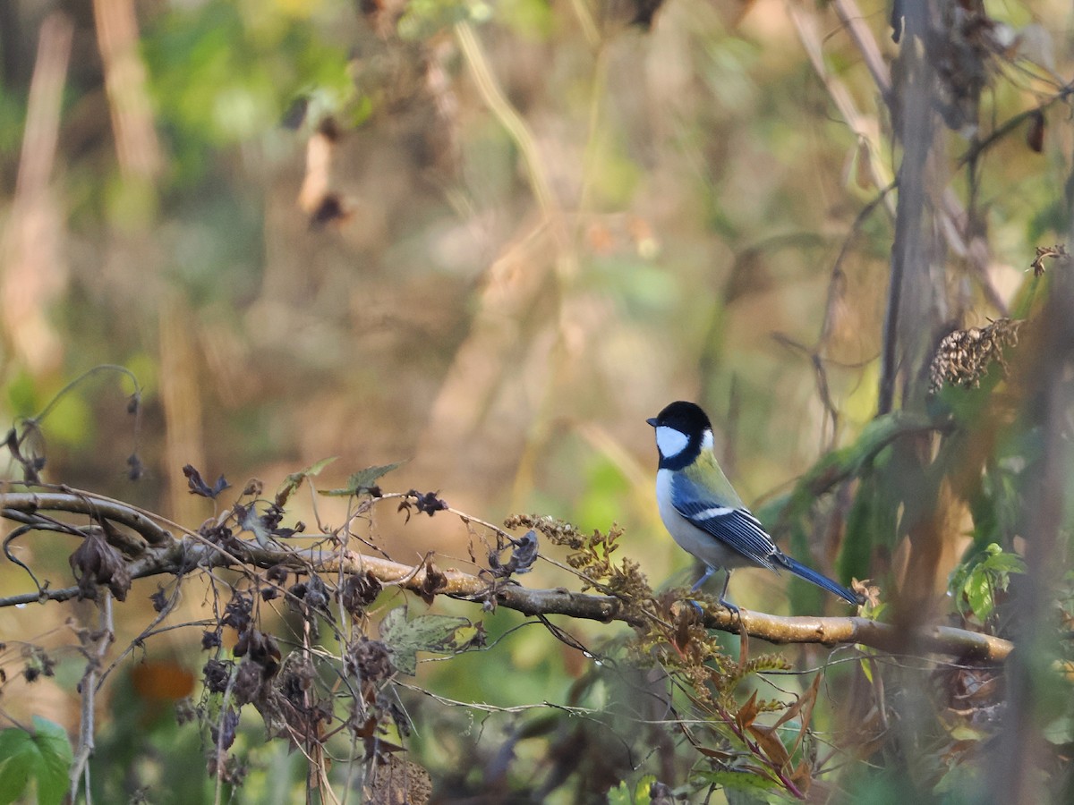 白頰山雀 - ML645972636