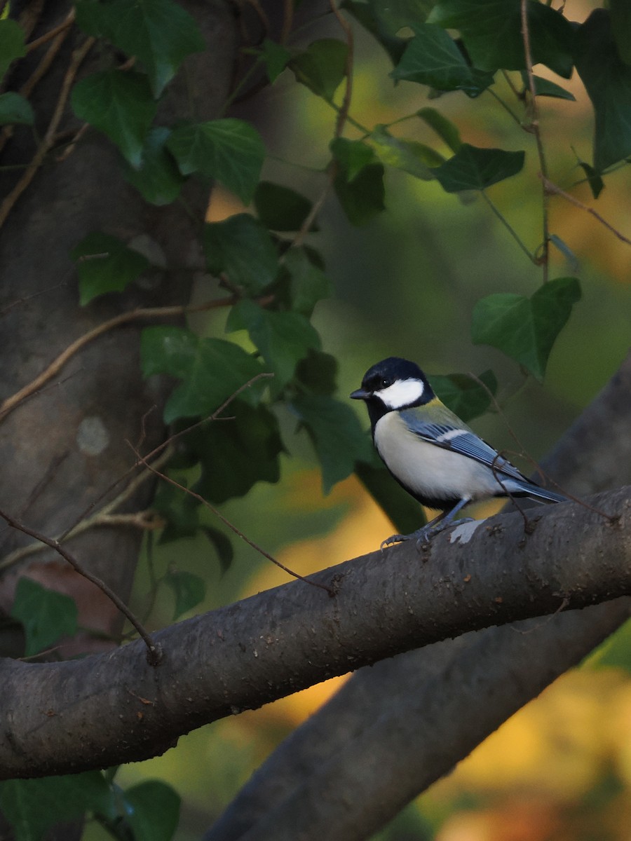 白頰山雀 - ML645972637