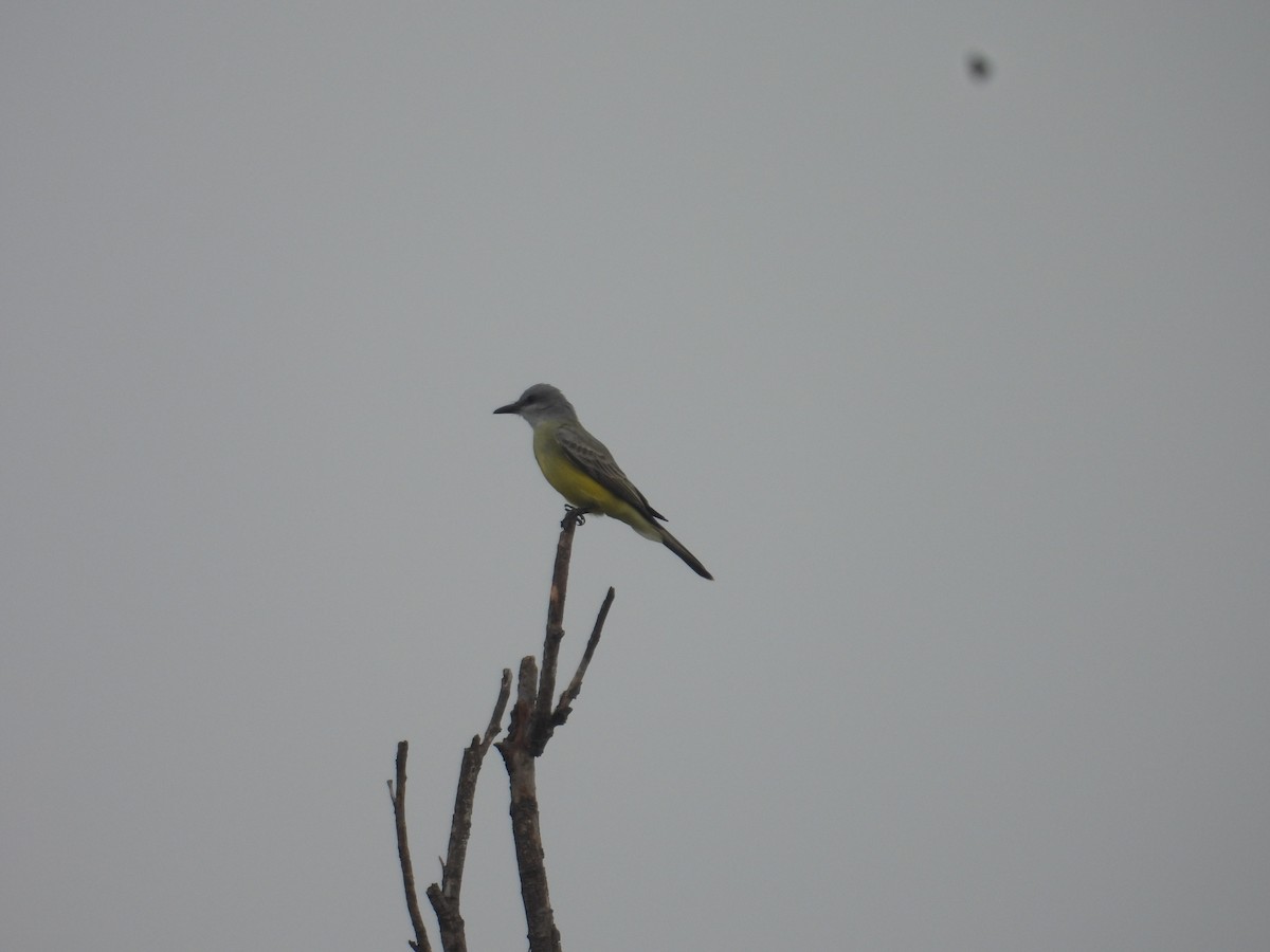 Tropical Kingbird - ML645972648