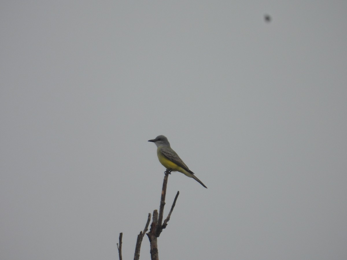 Tropical Kingbird - ML645972649