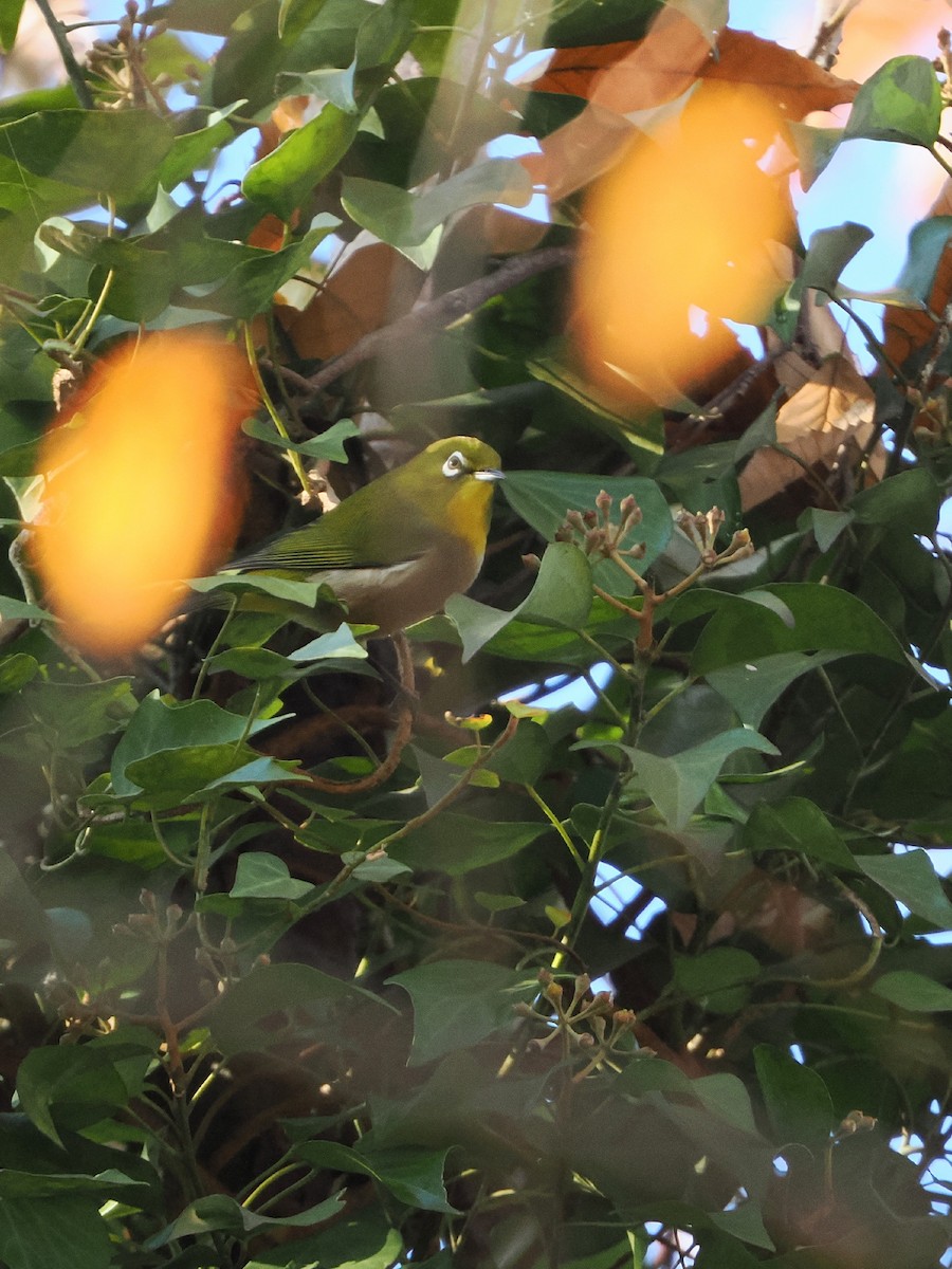 日菲繡眼 - ML645972653