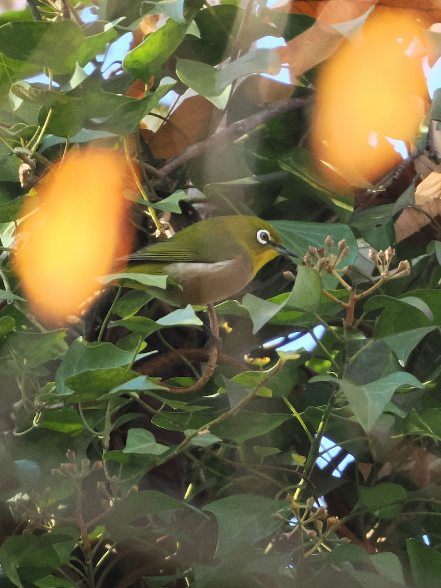 日菲繡眼 - ML645972654