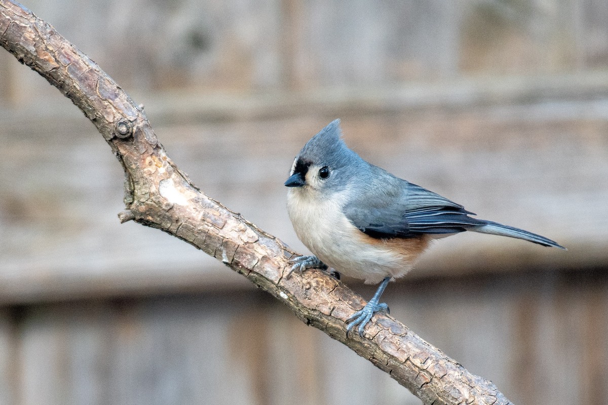 Tufted Titmouse - ML645972655