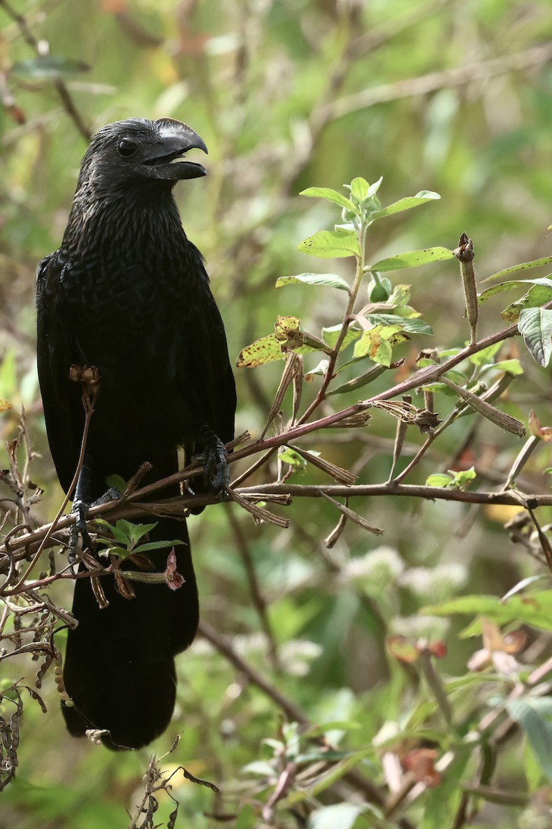 Smooth-billed Ani - ML645972656