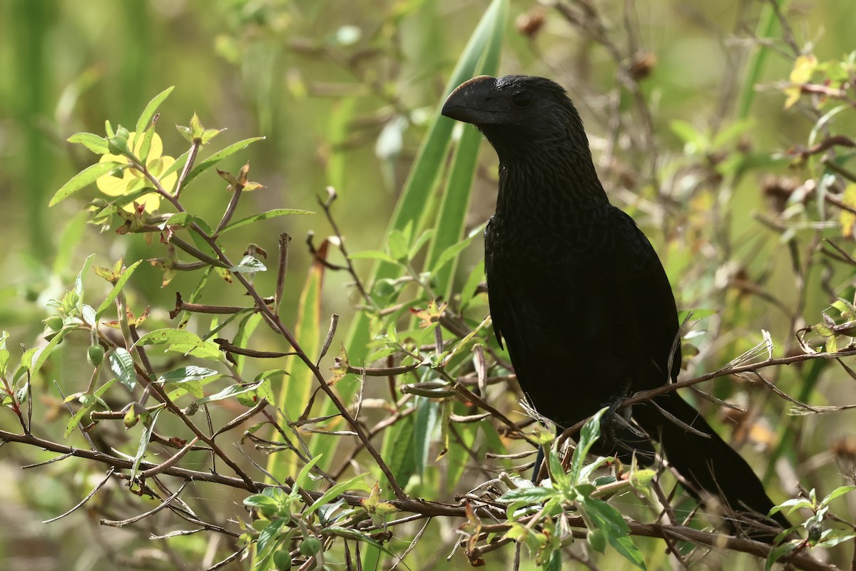 Smooth-billed Ani - ML645972657
