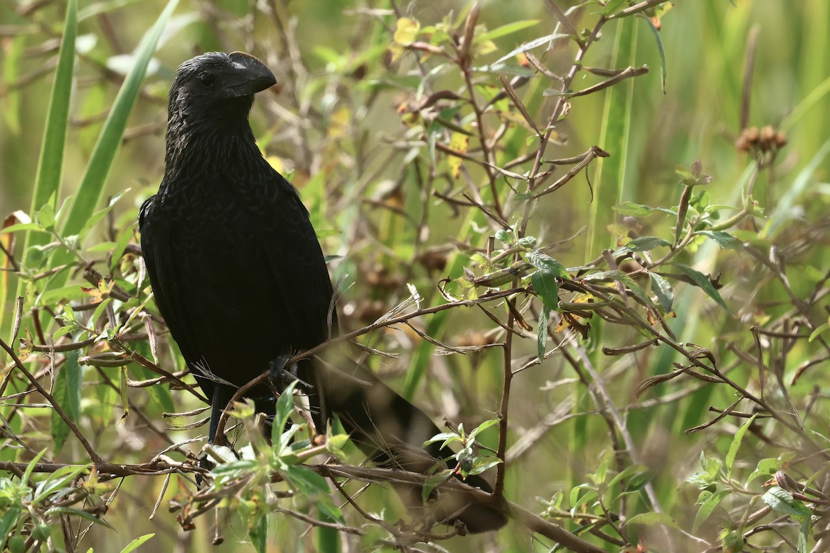 Smooth-billed Ani - ML645972658
