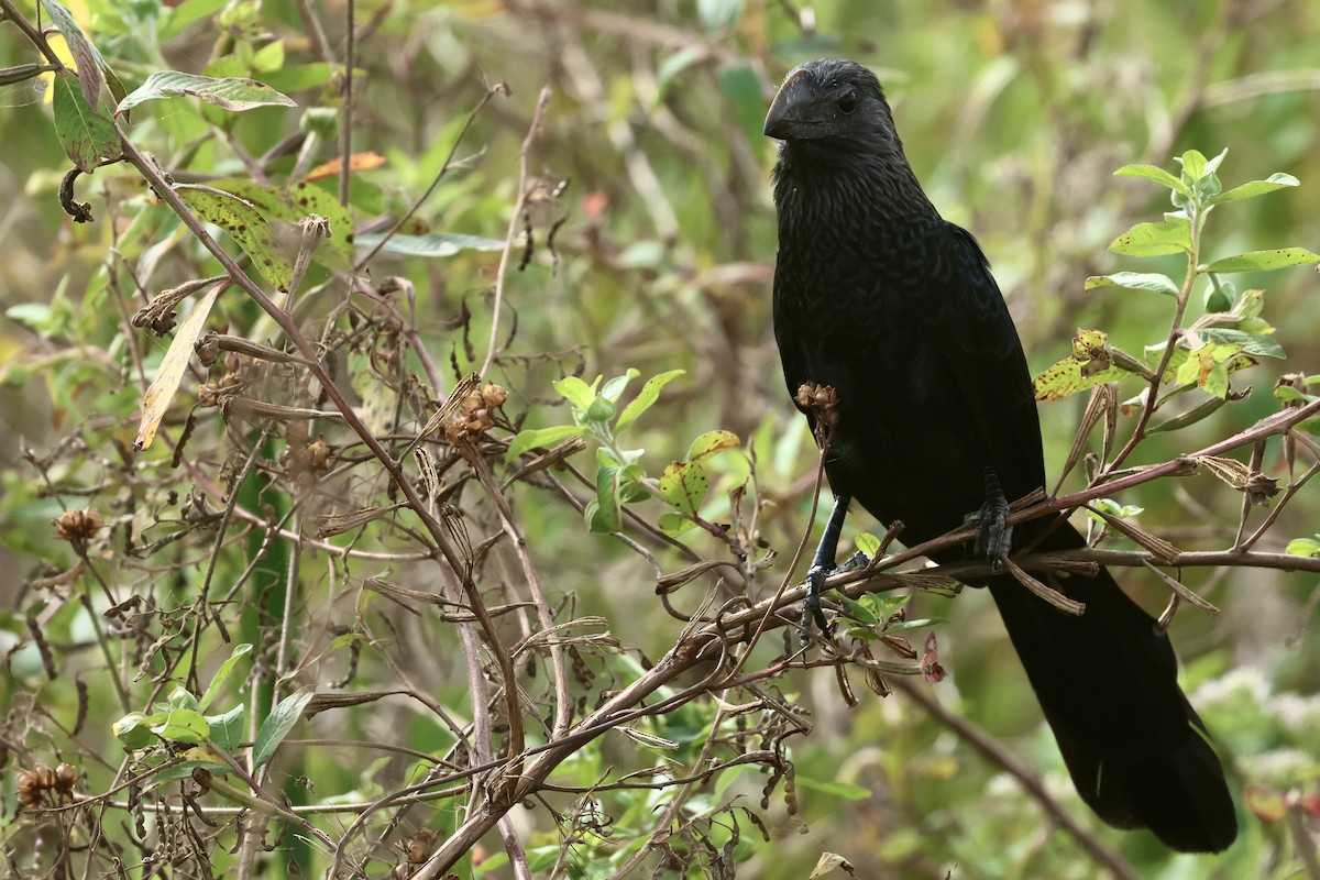 Smooth-billed Ani - ML645972659