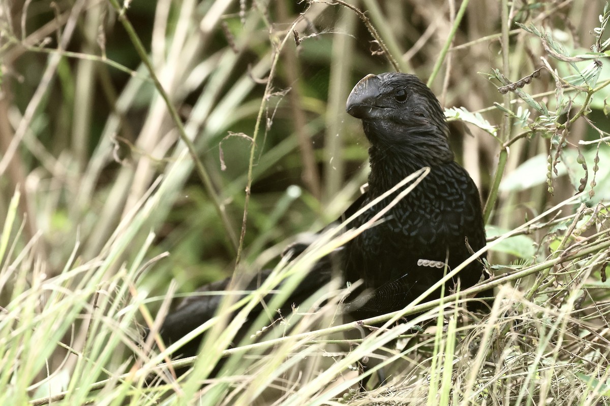 Smooth-billed Ani - ML645972660