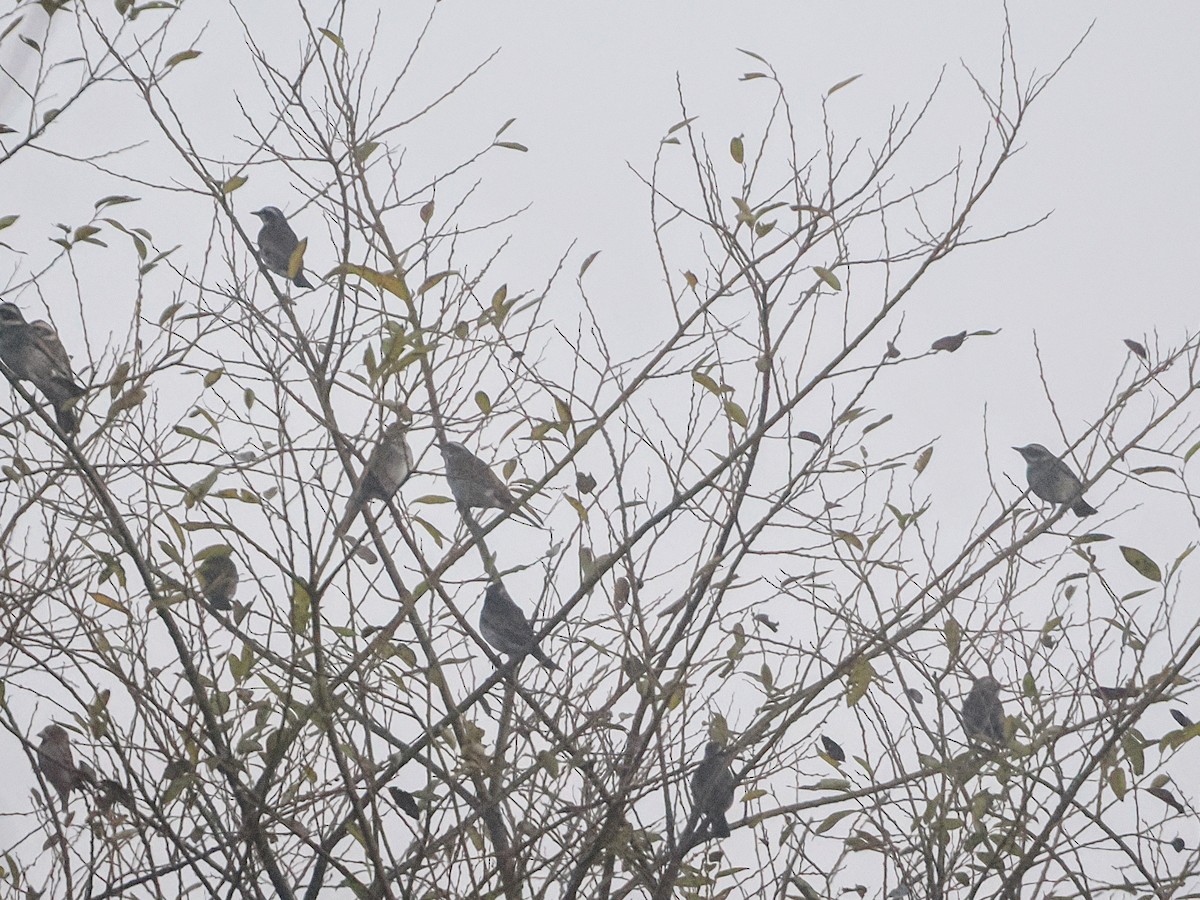 Dusky Thrush - ML645972661