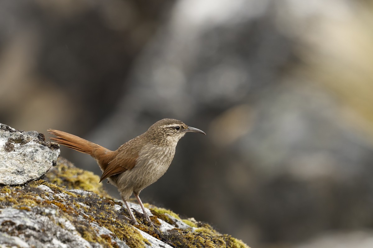 Striated Earthcreeper - ML645972664