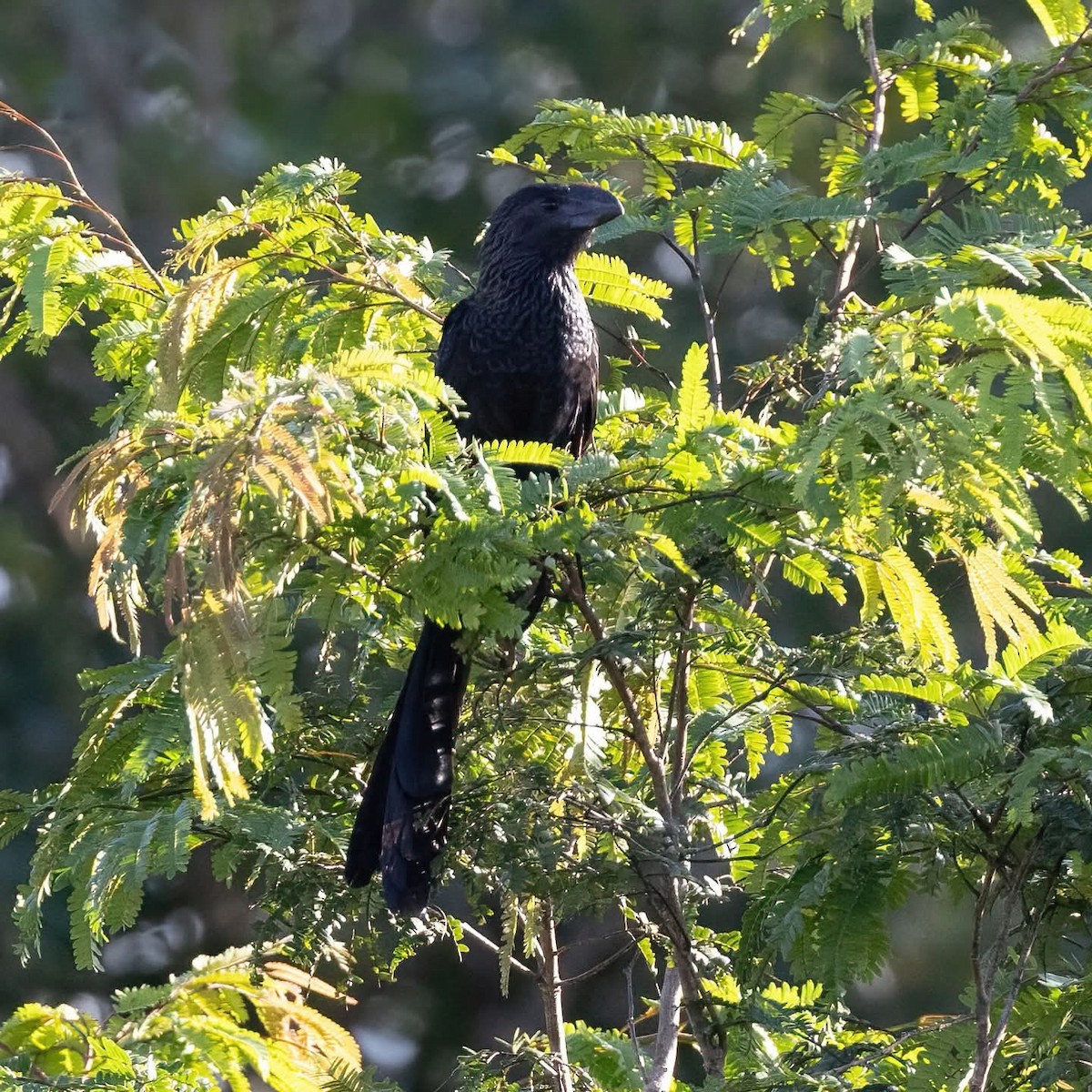Smooth-billed Ani - ML645972665