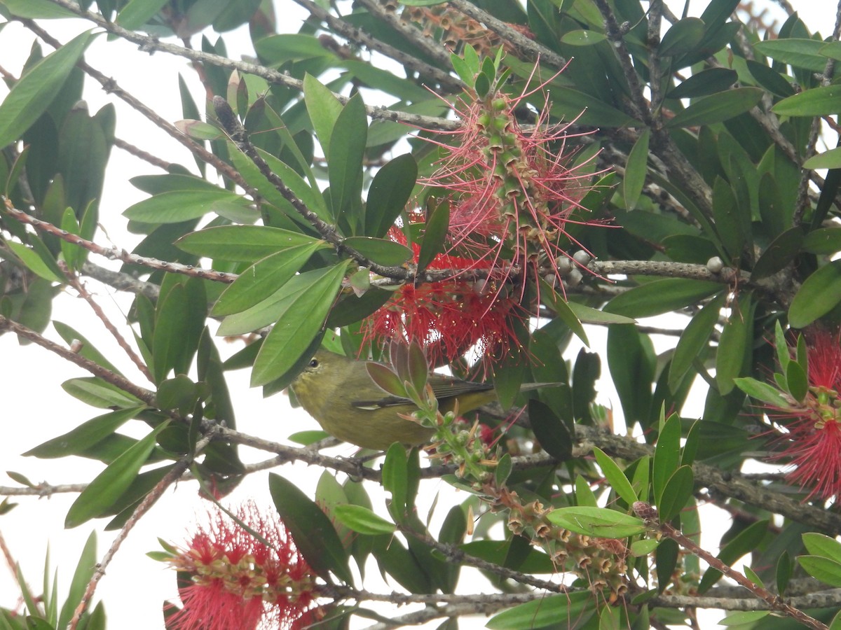 Orange-crowned Warbler - ML645972666