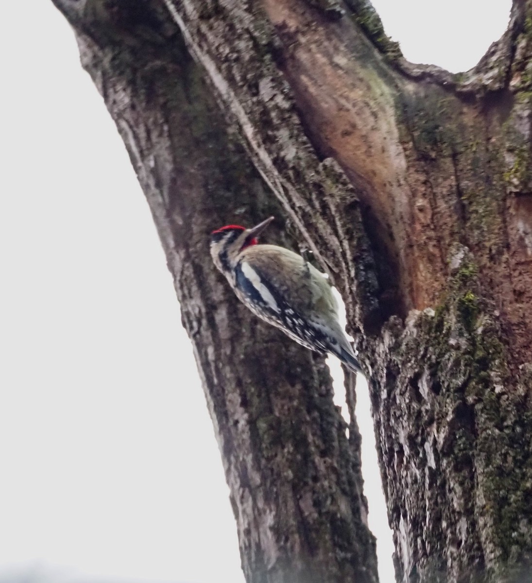 Yellow-bellied Sapsucker - ML645972667