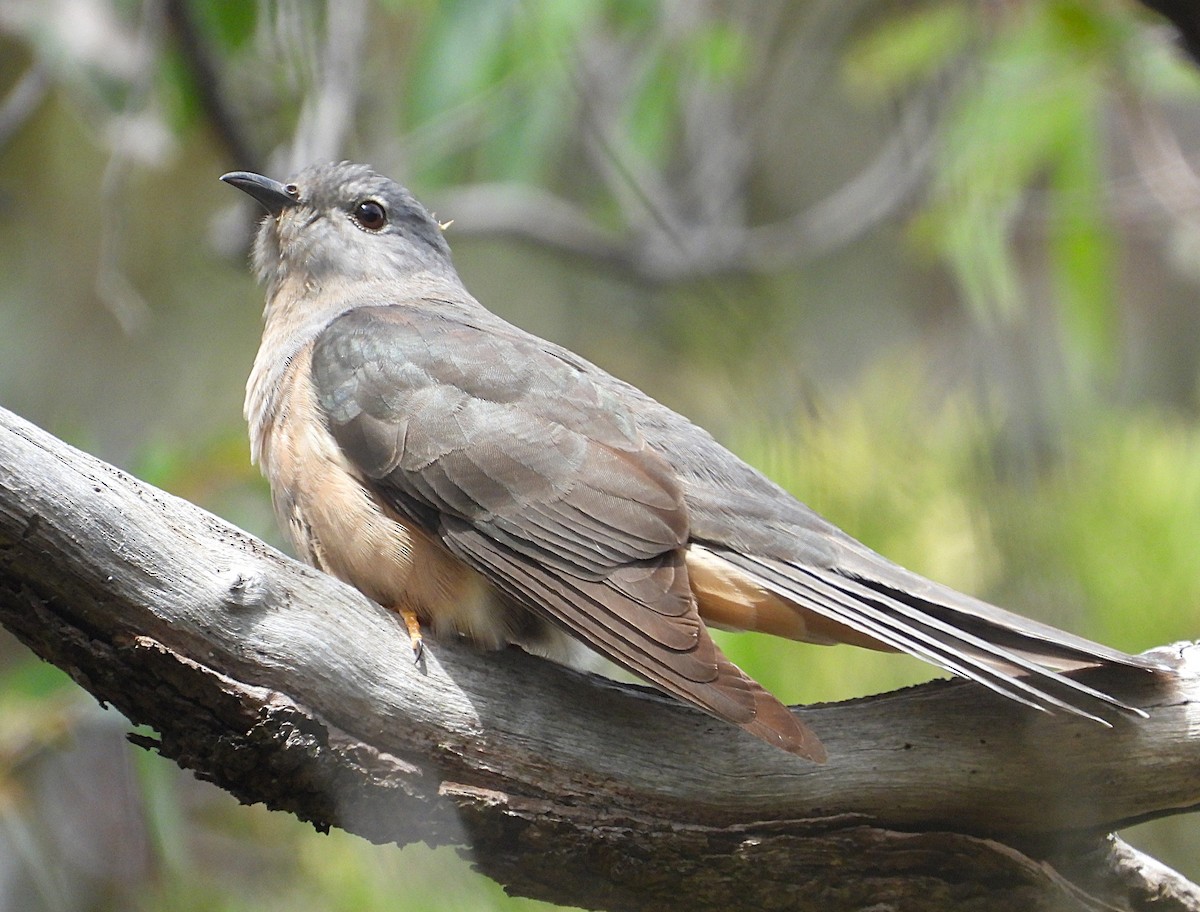 Sahul Brush Cuckoo - ML645972670