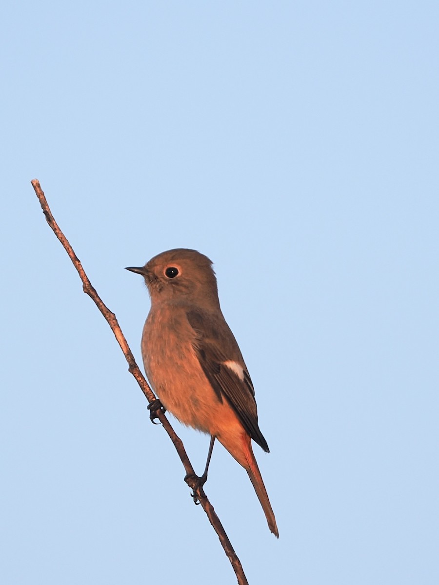 Daurian Redstart - ML645972671