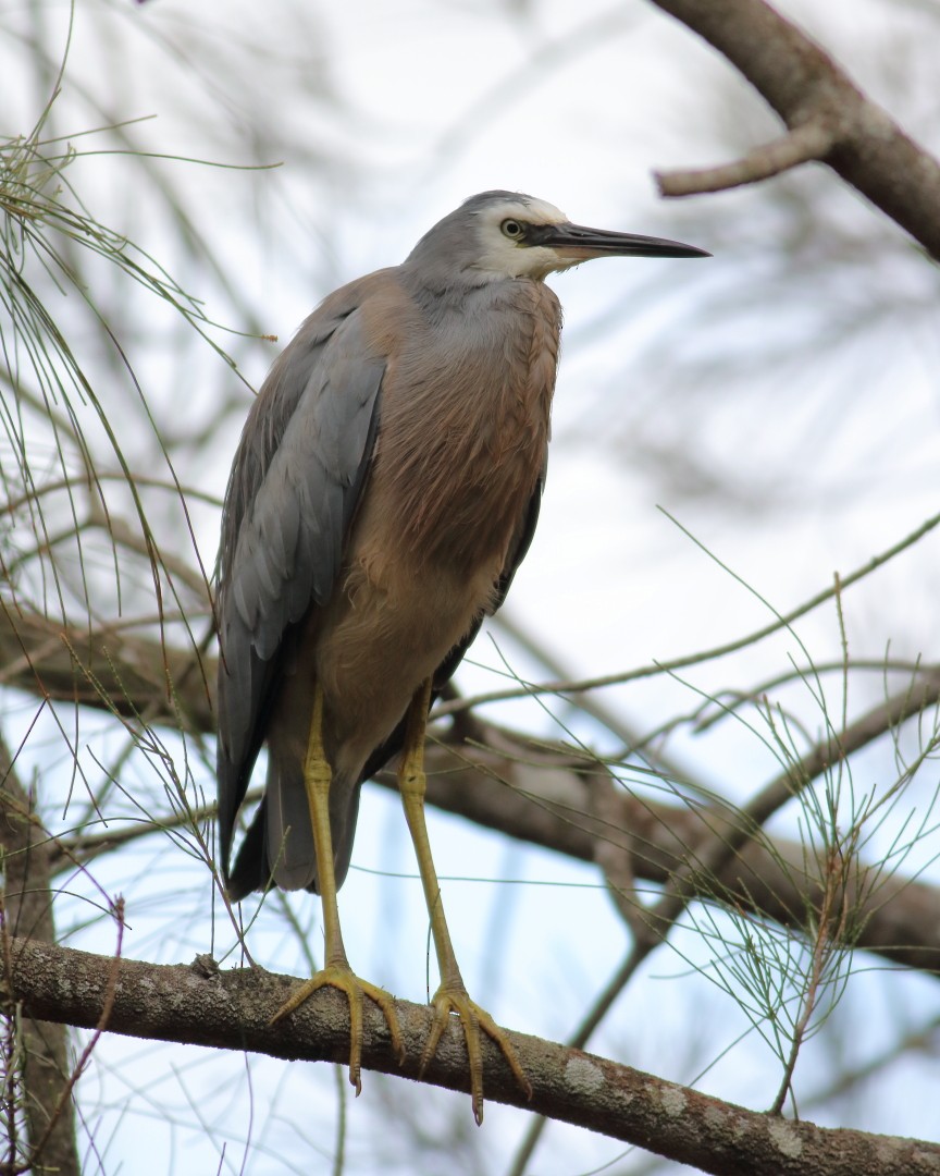White-faced Heron - ML645972672