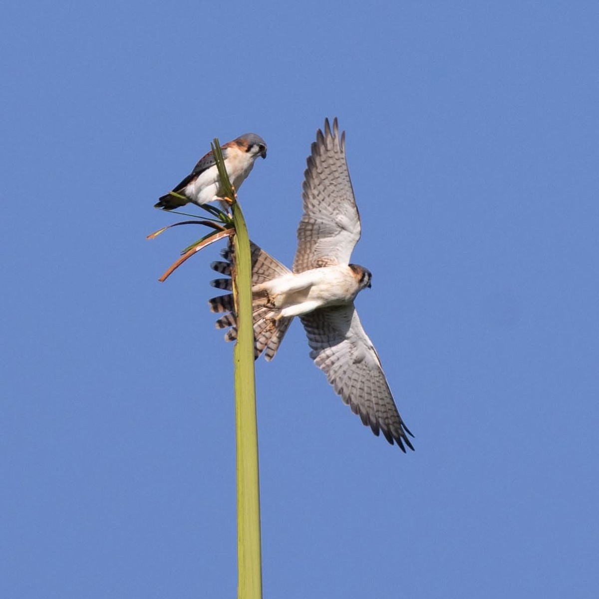 American Kestrel (Cuban) - ML645972673