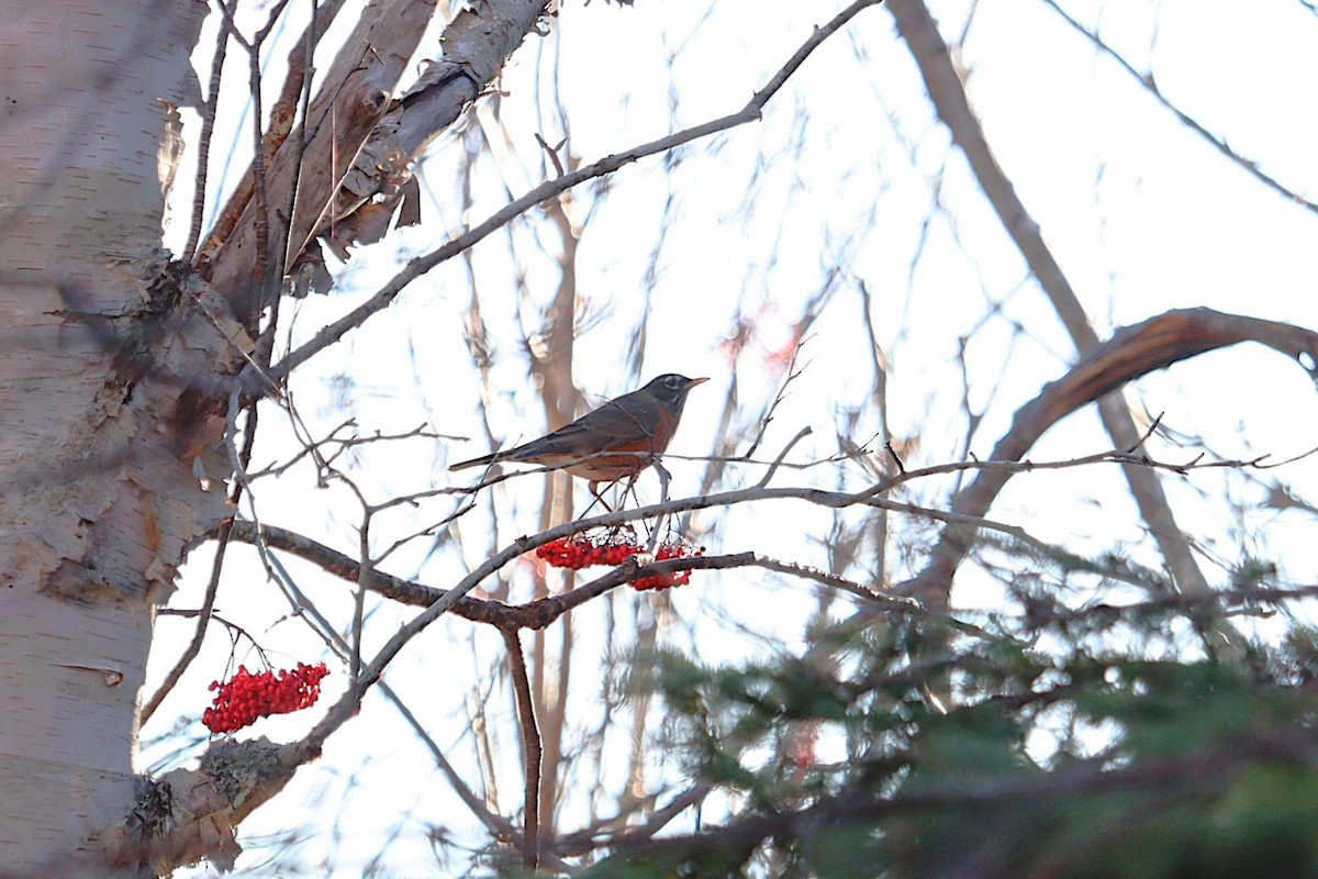 American Robin - ML645972674