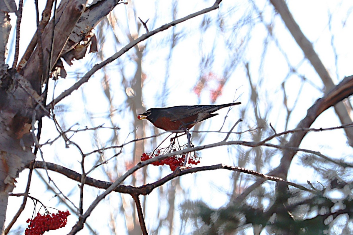 American Robin - ML645972675