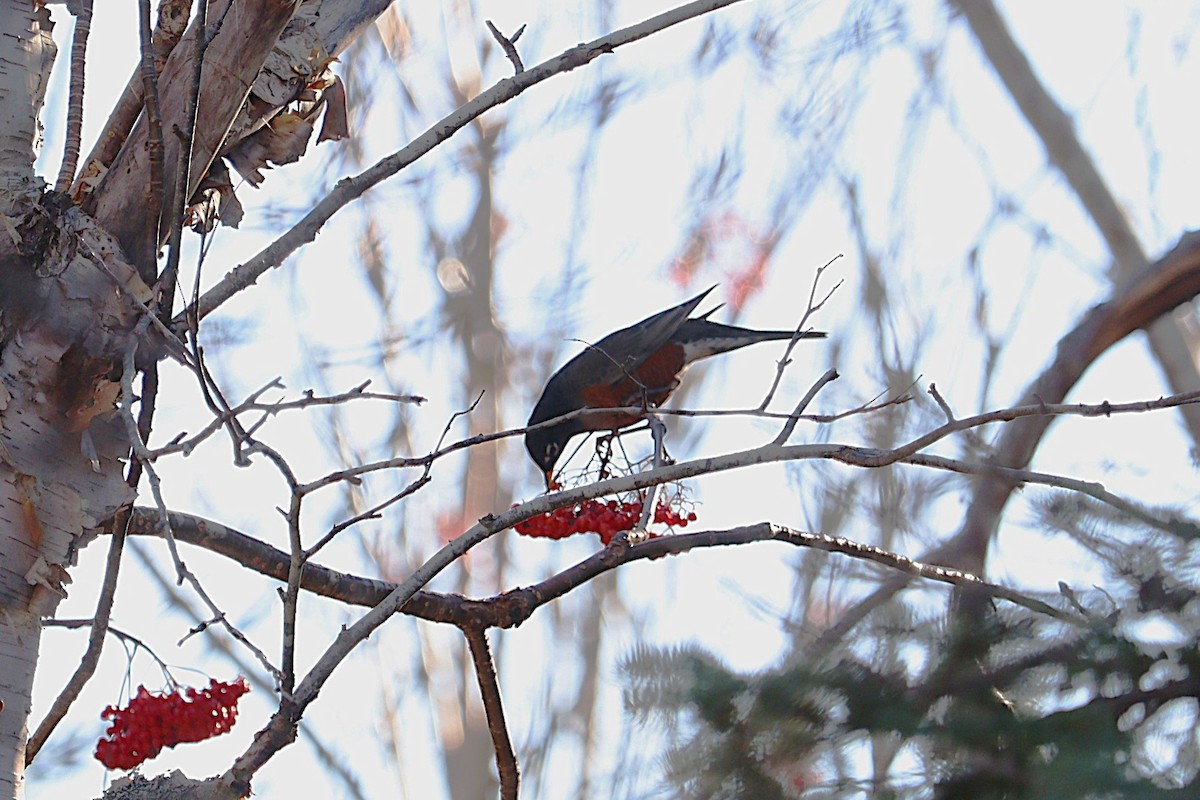American Robin - ML645972676