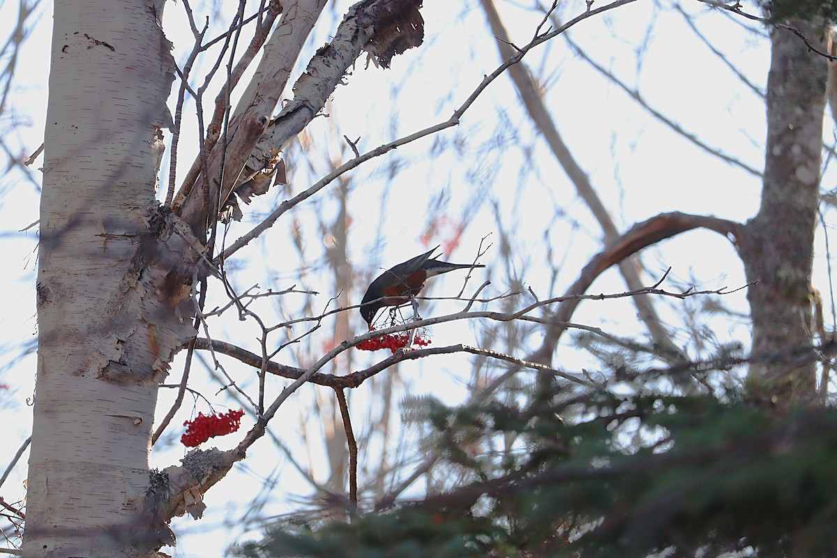American Robin - ML645972677