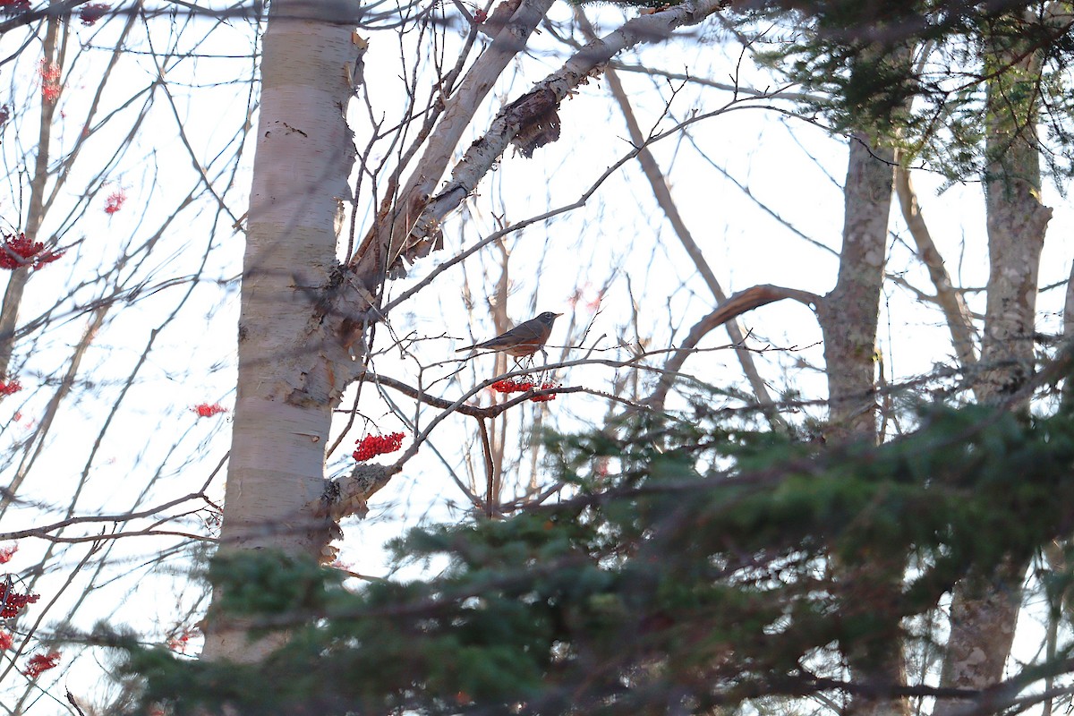American Robin - ML645972678