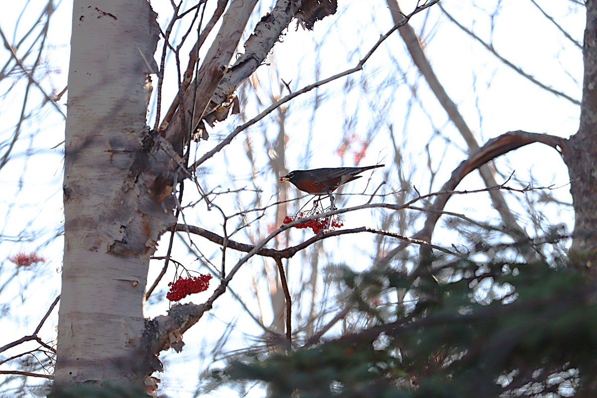 American Robin - ML645972679