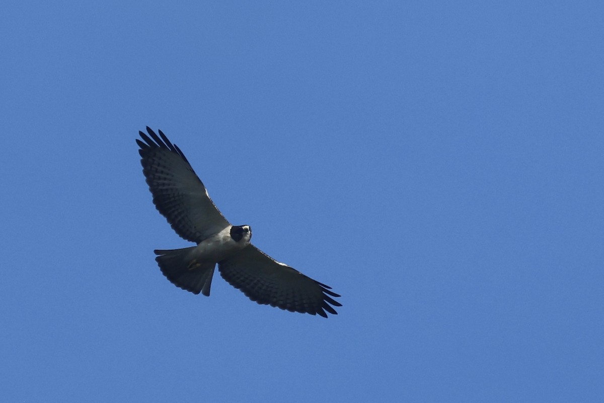 Short-tailed Hawk - ML645972681