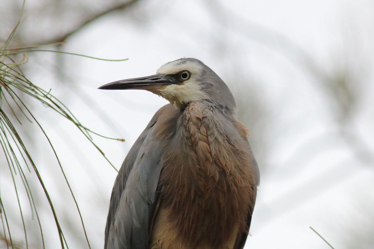 White-faced Heron - ML645972683
