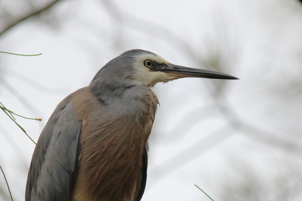White-faced Heron - ML645972684