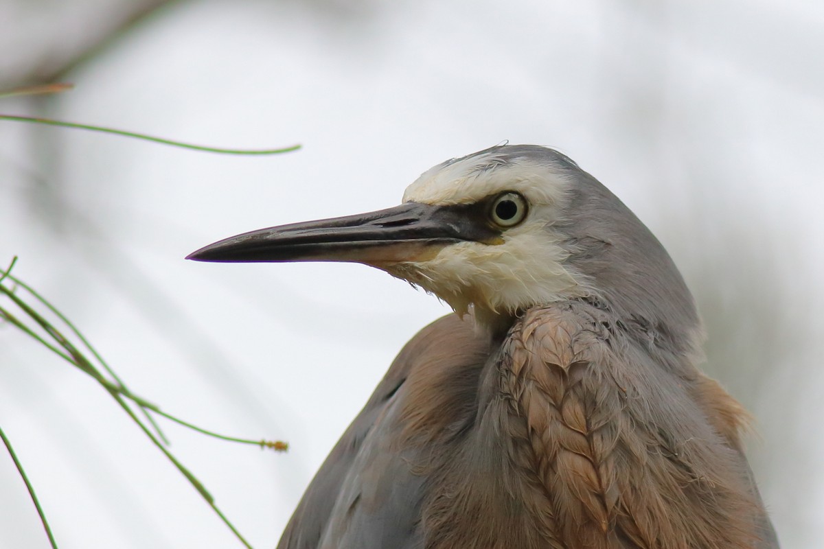 White-faced Heron - ML645972685