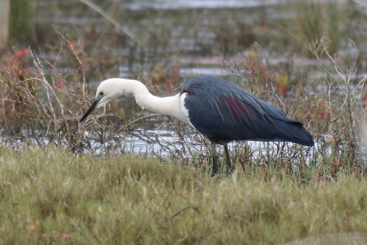 Pacific Heron - ML645972687