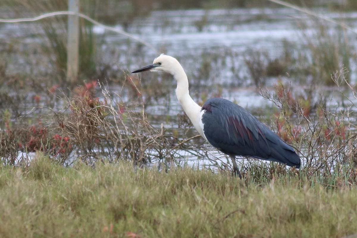 Pacific Heron - ML645972688