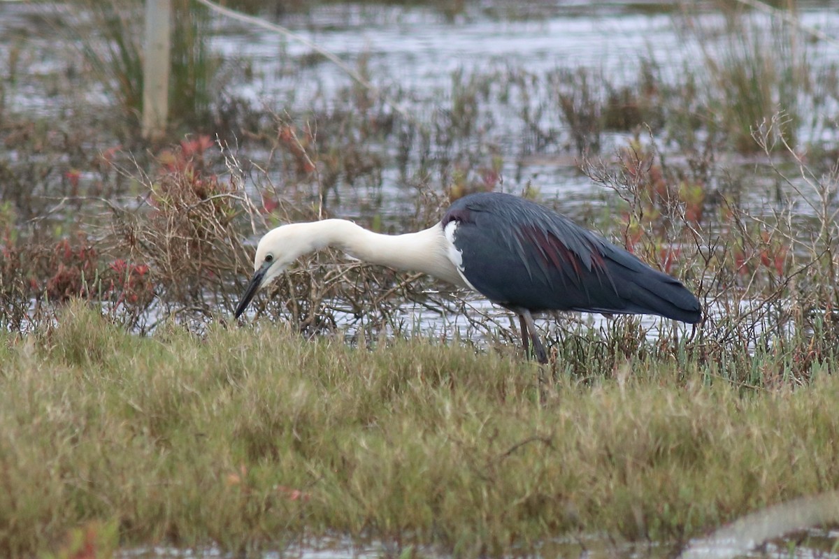 Pacific Heron - ML645972689