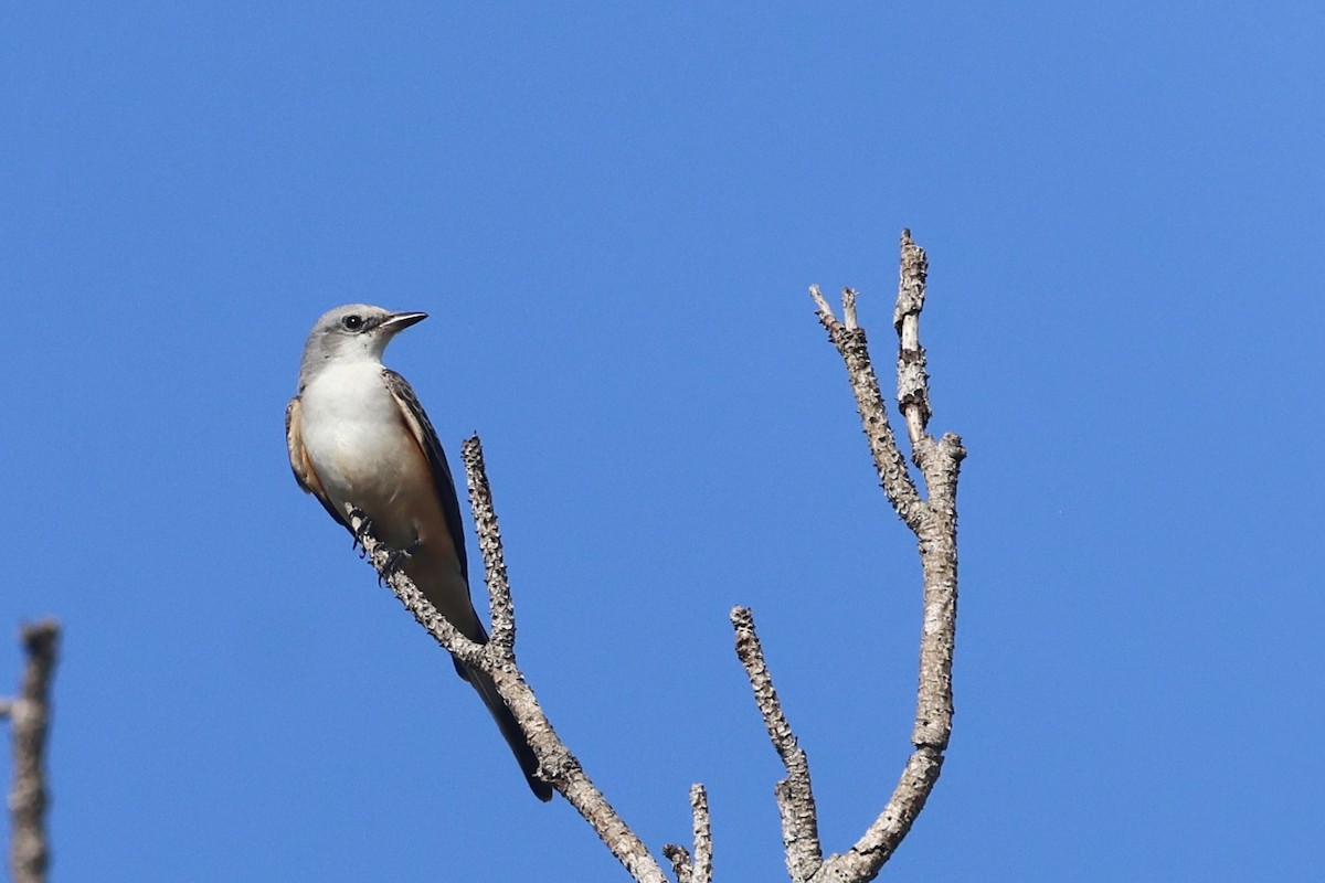 Scissor-tailed Flycatcher - ML645972690