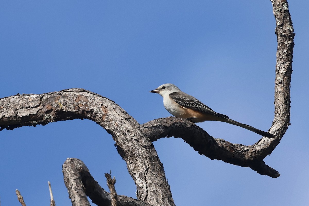 Scissor-tailed Flycatcher - ML645972691