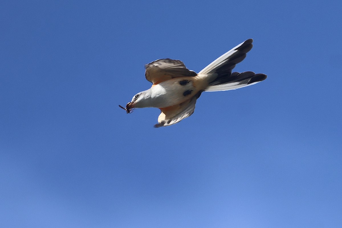 Scissor-tailed Flycatcher - ML645972693