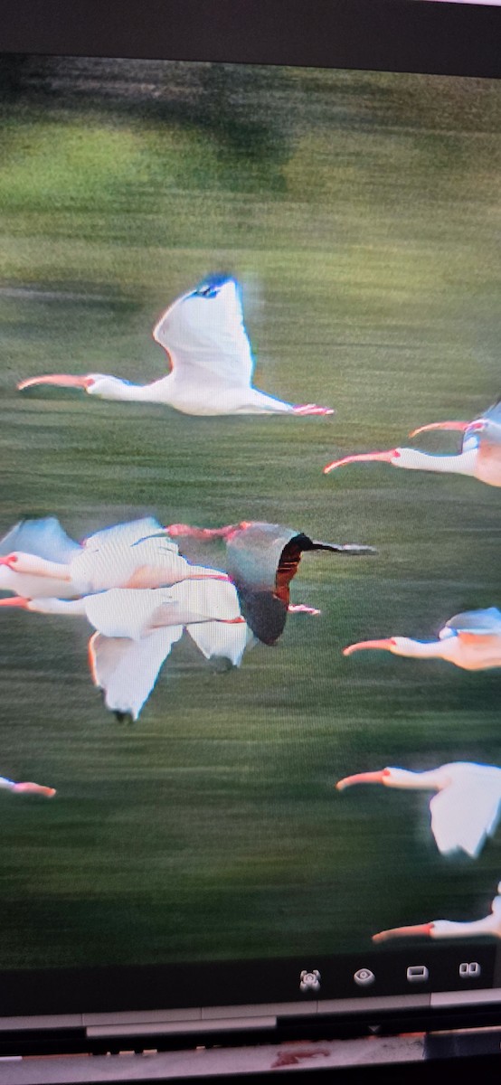 彩䴉 - ML645972694