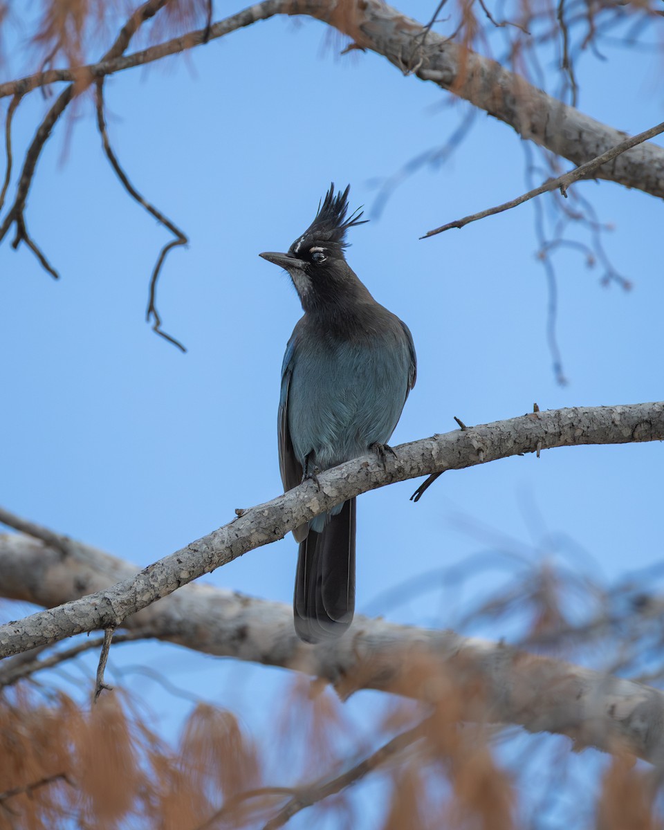 Steller's Jay - ML645972698