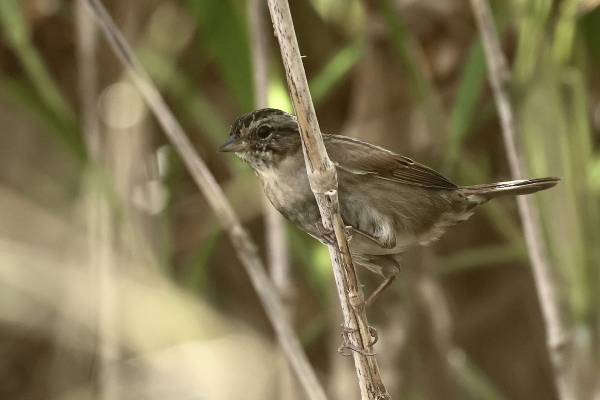 Swamp Sparrow - ML645972699