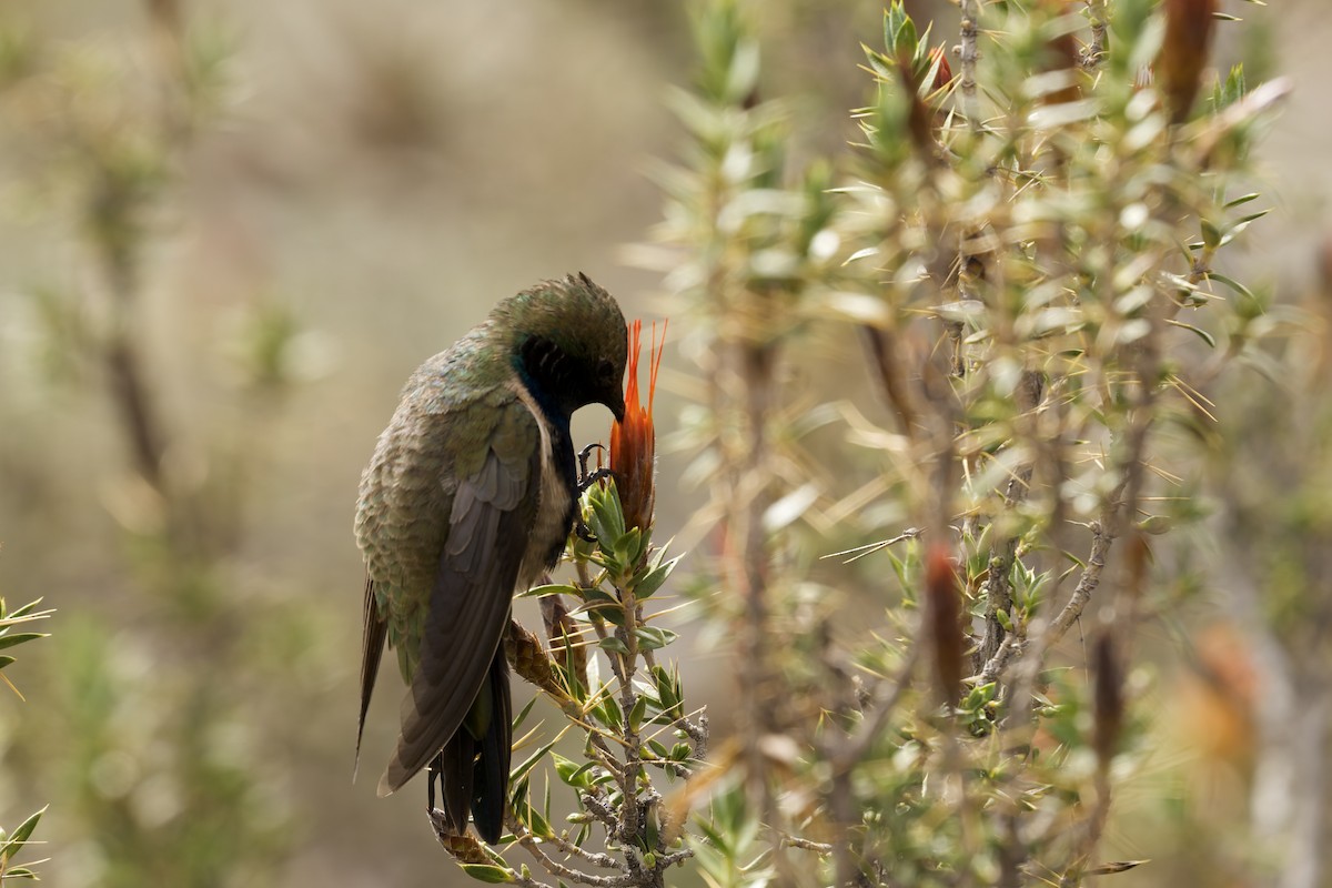 Black-breasted Hillstar - ML645972703