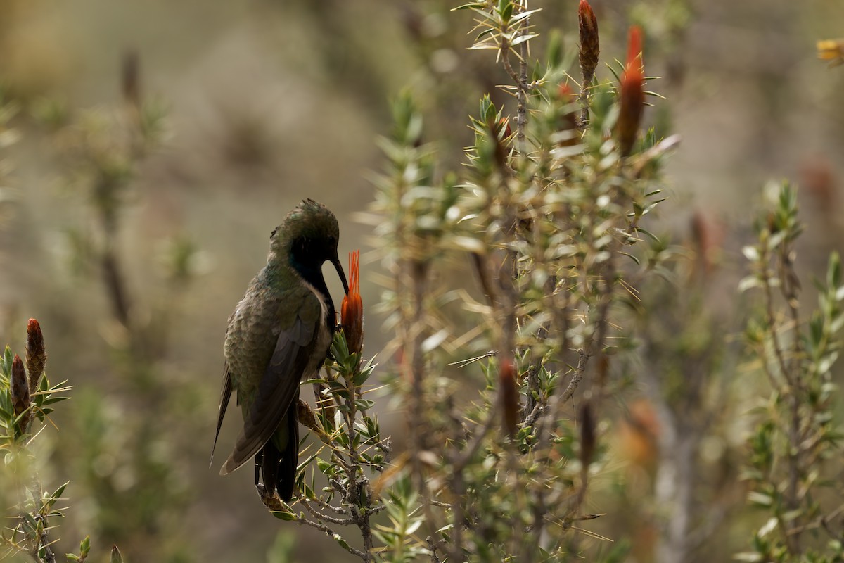Black-breasted Hillstar - ML645972704